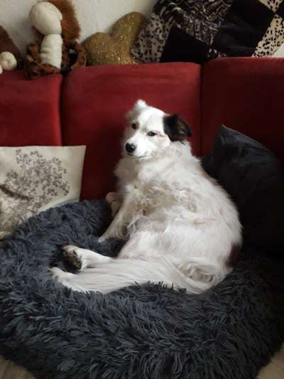 Welche Hunderasse-Beitrag-Bild