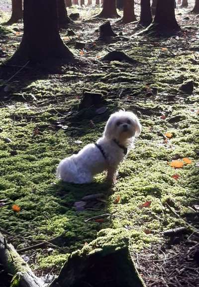 Malteser-Beitrag-Bild