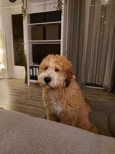 Labradoodle gesucht-Beitrag-Bild