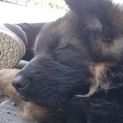 Hundetreffen-Welpentreffen Dresden Nord-Bild