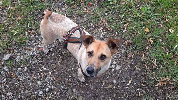 Auslandstierschutz-Beitrag-Bild