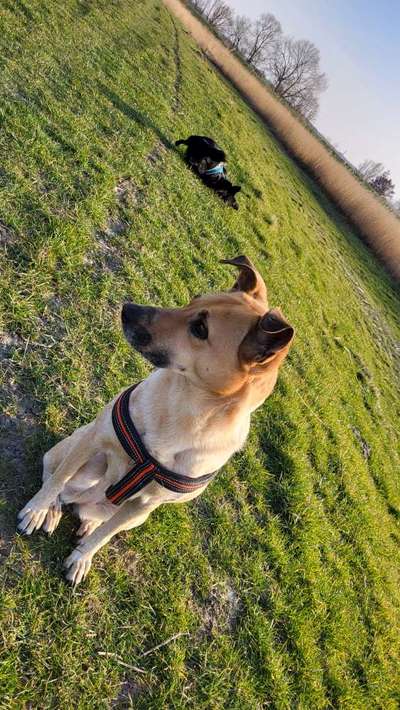 Auslandstierschutz-Beitrag-Bild