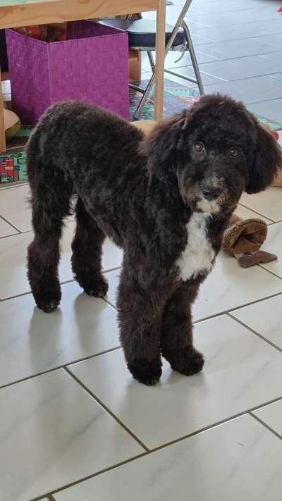 Goldendoodle-Beitrag-Bild