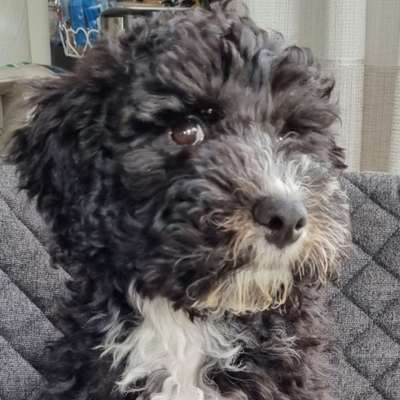 Goldendoodle-Beitrag-Bild