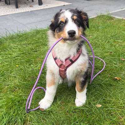 Hundetreffen-Die ersten Freunde 🐾-Bild