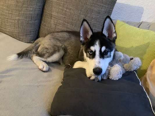 Welpen Bilder !-Beitrag-Bild