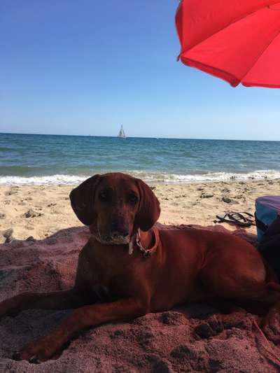 Dogorama-Monats-Challenge-Mai "Wasser"-Beitrag-Bild