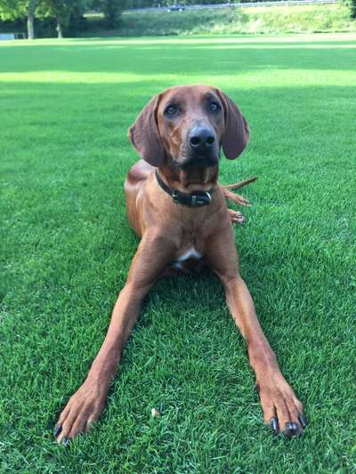 Rhodesian Ridgeback-Beitrag-Bild