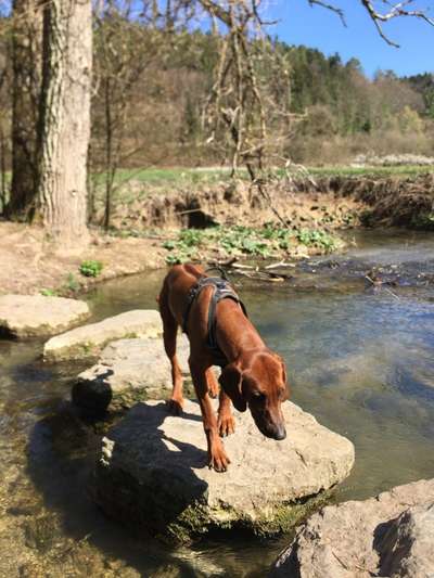 Dogorama-Monats-Challenge-Mai "Wasser"-Beitrag-Bild