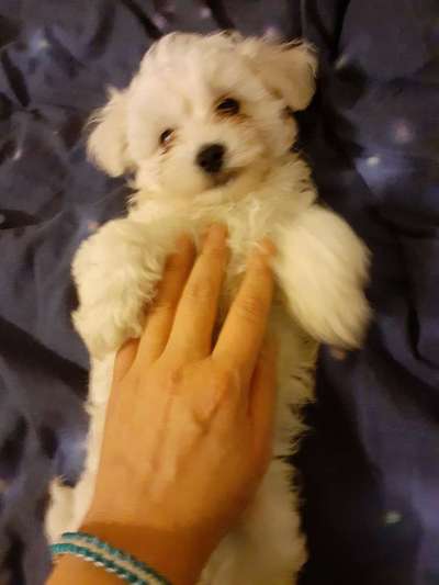 Welpen Bilder !-Beitrag-Bild