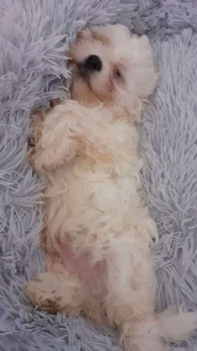 Welpen Bilder !-Beitrag-Bild