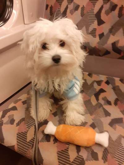 Welpen Bilder !-Beitrag-Bild