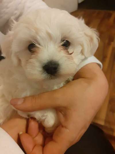 Welpen Bilder !-Beitrag-Bild