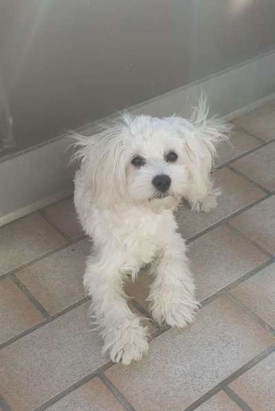 Welpen Bilder !-Beitrag-Bild