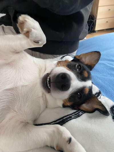 Jack Russel-Beitrag-Bild