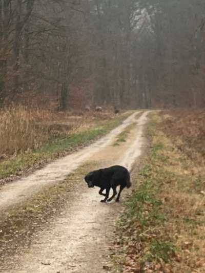 Begegnung mit Rehen im Wald-Beitrag-Bild