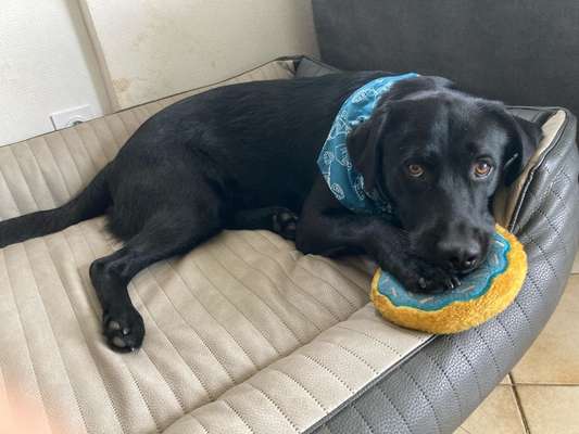 eure Spitznamen für die Vierbeiner-Beitrag-Bild