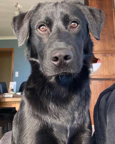 Labradorfans-Beitrag-Bild