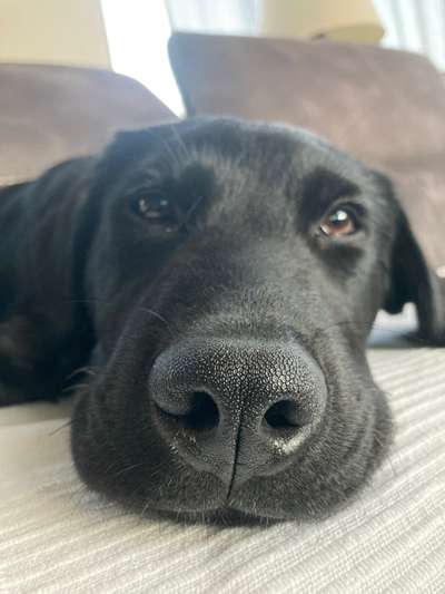 Labradorfans-Beitrag-Bild