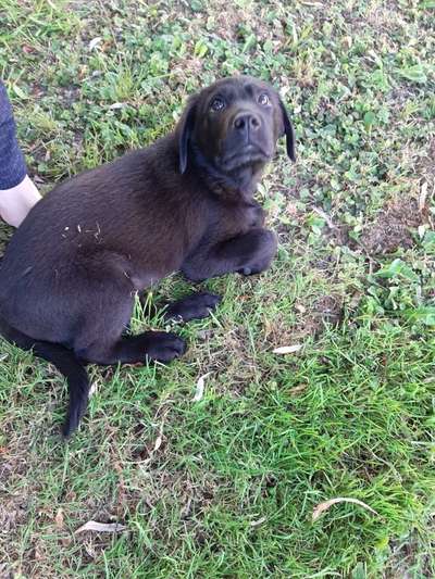 Labradorfans-Beitrag-Bild