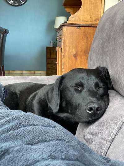 Labradorfans-Beitrag-Bild