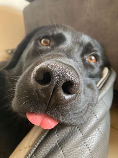 Rasseporträt Labrador-Beitrag-Bild