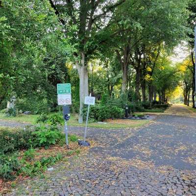 Giftköder-Eichenprozessionsspinner PB Westfriedhof-Bild