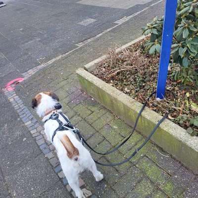 Diebstahlsicherung Hund auf dem Lastenrad-Beitrag-Bild