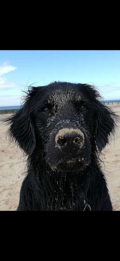 Hunde im Urlaub-Beitrag-Bild