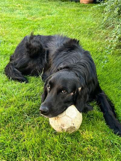 Unsere Fellnasen-Vielfalt im Überblick!-Beitrag-Bild