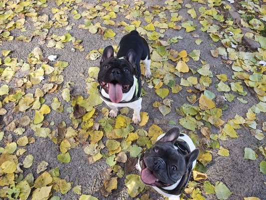 Hundetreffen-Let's be buddies-Bild