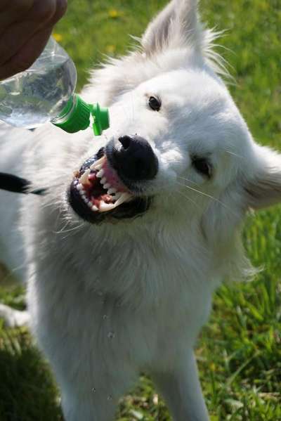 Zeigt mir die tollste Nahaufnahme von eurer Fellnase-Beitrag-Bild