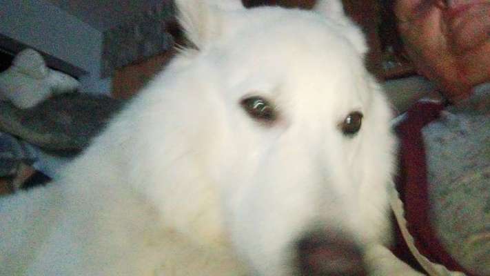 Zeigt mir die tollste Nahaufnahme von eurer Fellnase-Beitrag-Bild