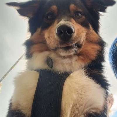 Hundetreffen-James sucht Trainingspartner-Bild