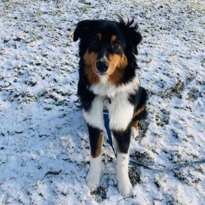 Hundetreffen-James sucht Trainingspartner-Bild