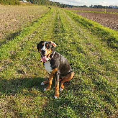 Hundetreffen-Großer Schweizer sucht großen Schweizer-Bild