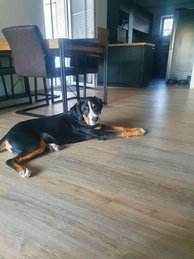 Berner Sennen-Beitrag-Bild