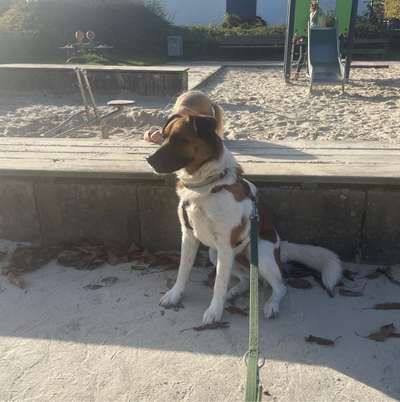Hundetreffen-Hundekontakte gesucht Nähe 38112-Bild