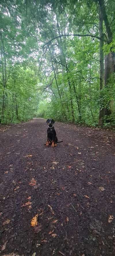 Hundetreffen-Gemeinsamer Spaziergang/Training-Bild