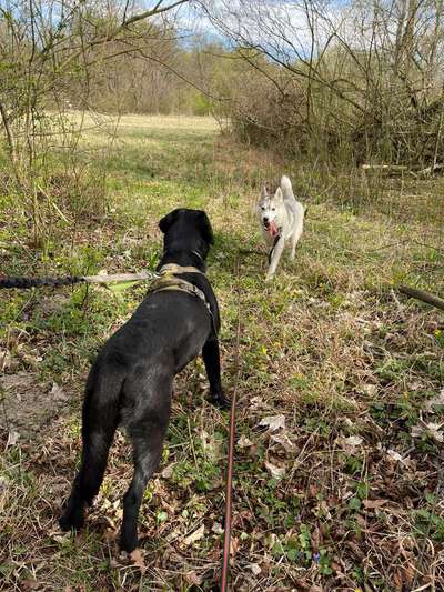 Hundeauslaufgebiet-Stockerauer Au-Bild