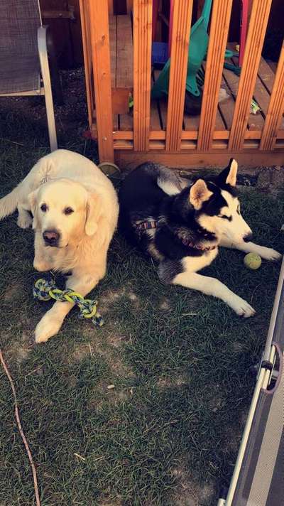 Schlechtes Verhalten bei anderen Hunden-Beitrag-Bild