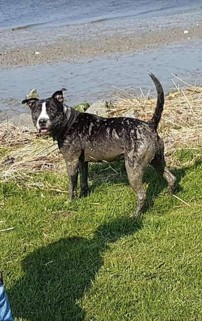 FOTOCHALLENGE 72 - Glücklicher Hund im Schmuddel-Look-Beitrag-Bild