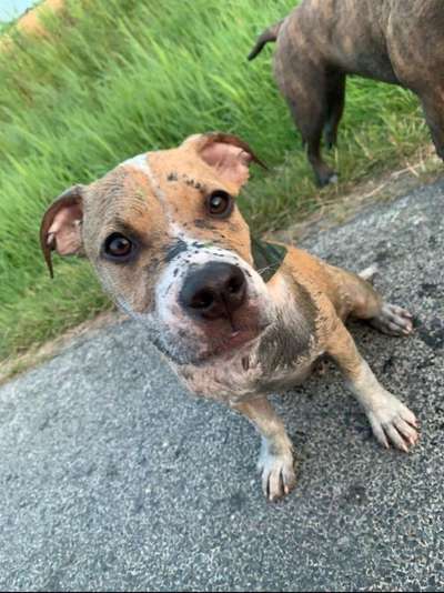 FOTOCHALLENGE 72 - Glücklicher Hund im Schmuddel-Look-Beitrag-Bild