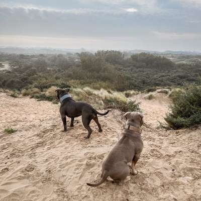 Hundetreffen-Gassitreff/ Social Walk-Bild