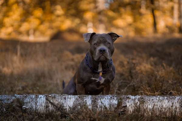 Hundetreffen-Hundefotografie/Model gesucht-Bild