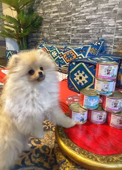 AniFit Nassfutter-Beitrag-Bild