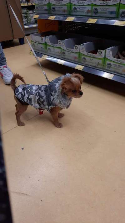 Hundemantel warm-Beitrag-Bild