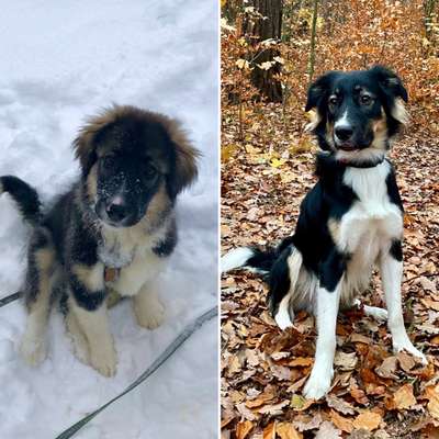 Welpenfotos-Beitrag-Bild