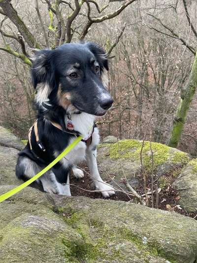 Dogorama Photo Challenge - Steine/Felsen-Beitrag-Bild