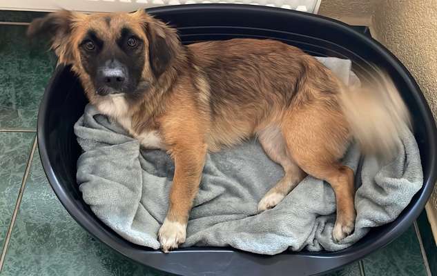 Wie heißt dein Hund?-Beitrag-Bild